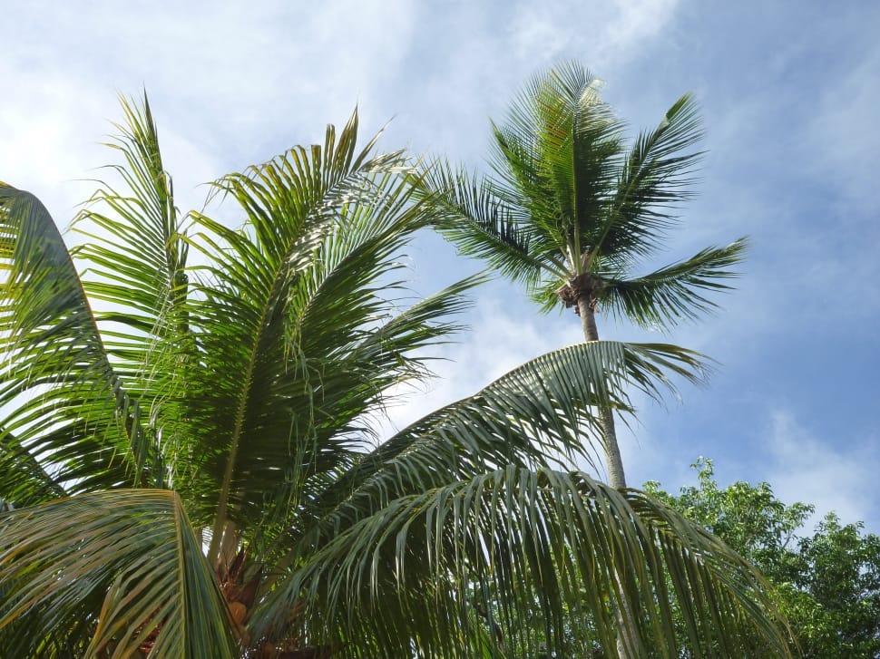 coconut palm trees preview