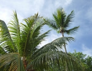 coconut palm trees thumbnail
