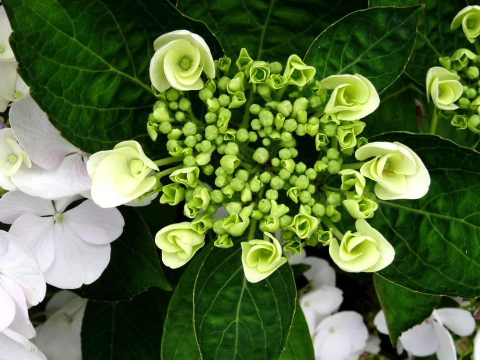 white and green lace cap hydrangeas preview