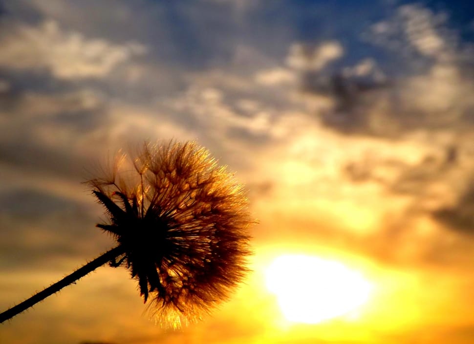 silhouette photo of a dandelion preview