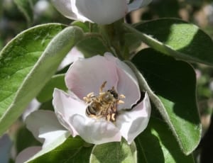 honey bee on white petaled flower thumbnail