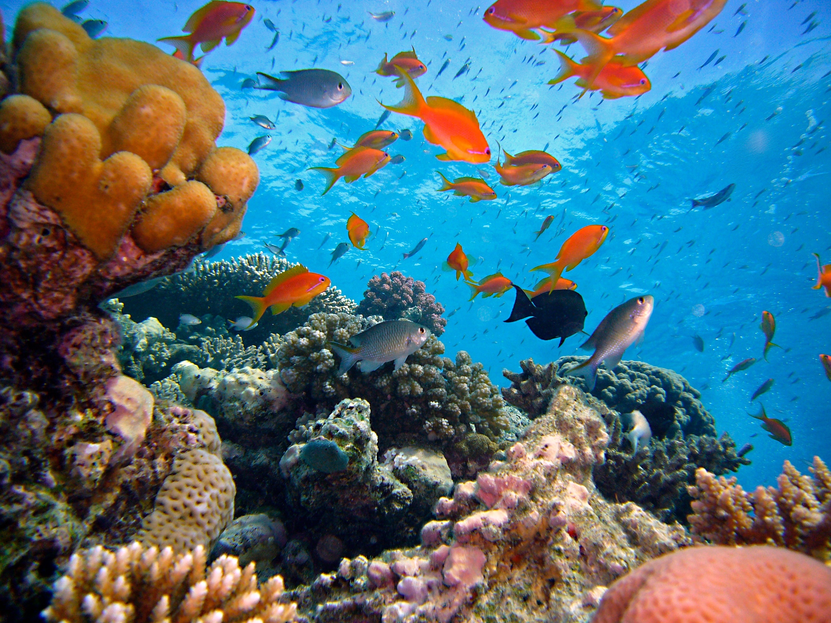 underwater photography of corals and school of fishes free image | Peakpx