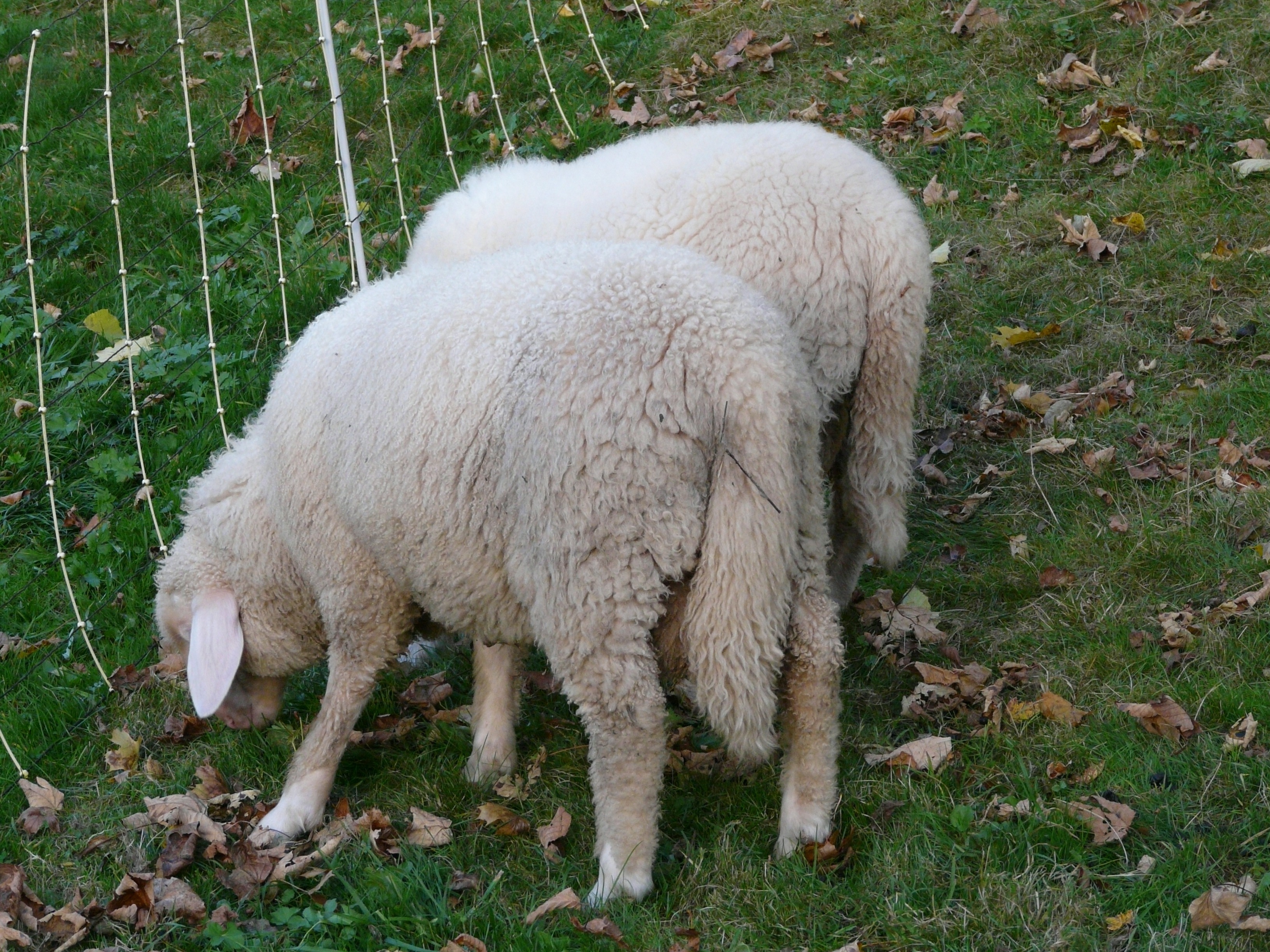 2 white sheep