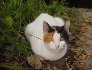 white black and brown short fur cat thumbnail