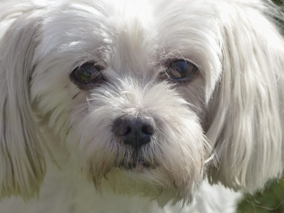 white maltese dog preview