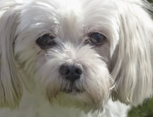 white maltese dog thumbnail