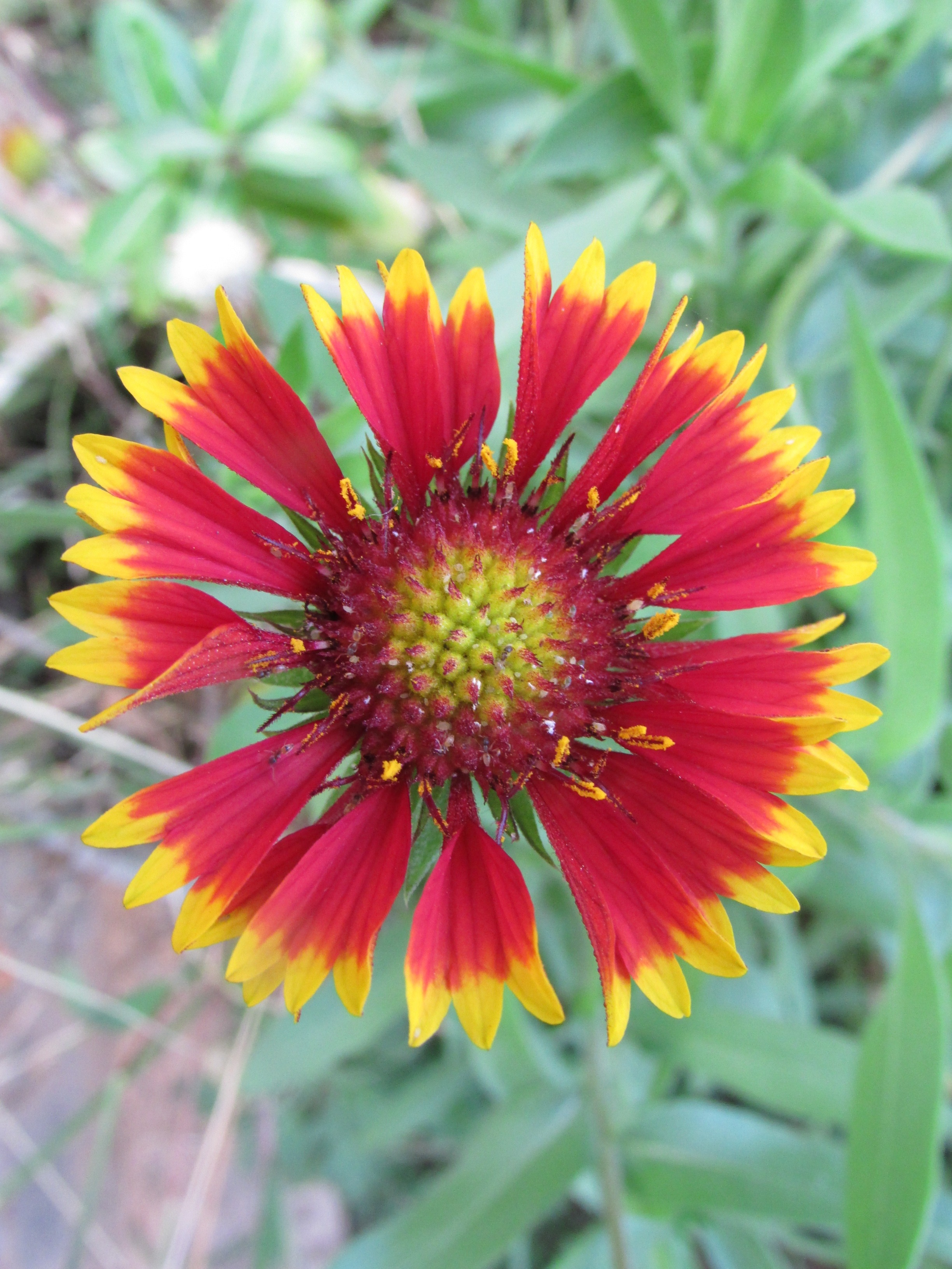 red and yellow flower
