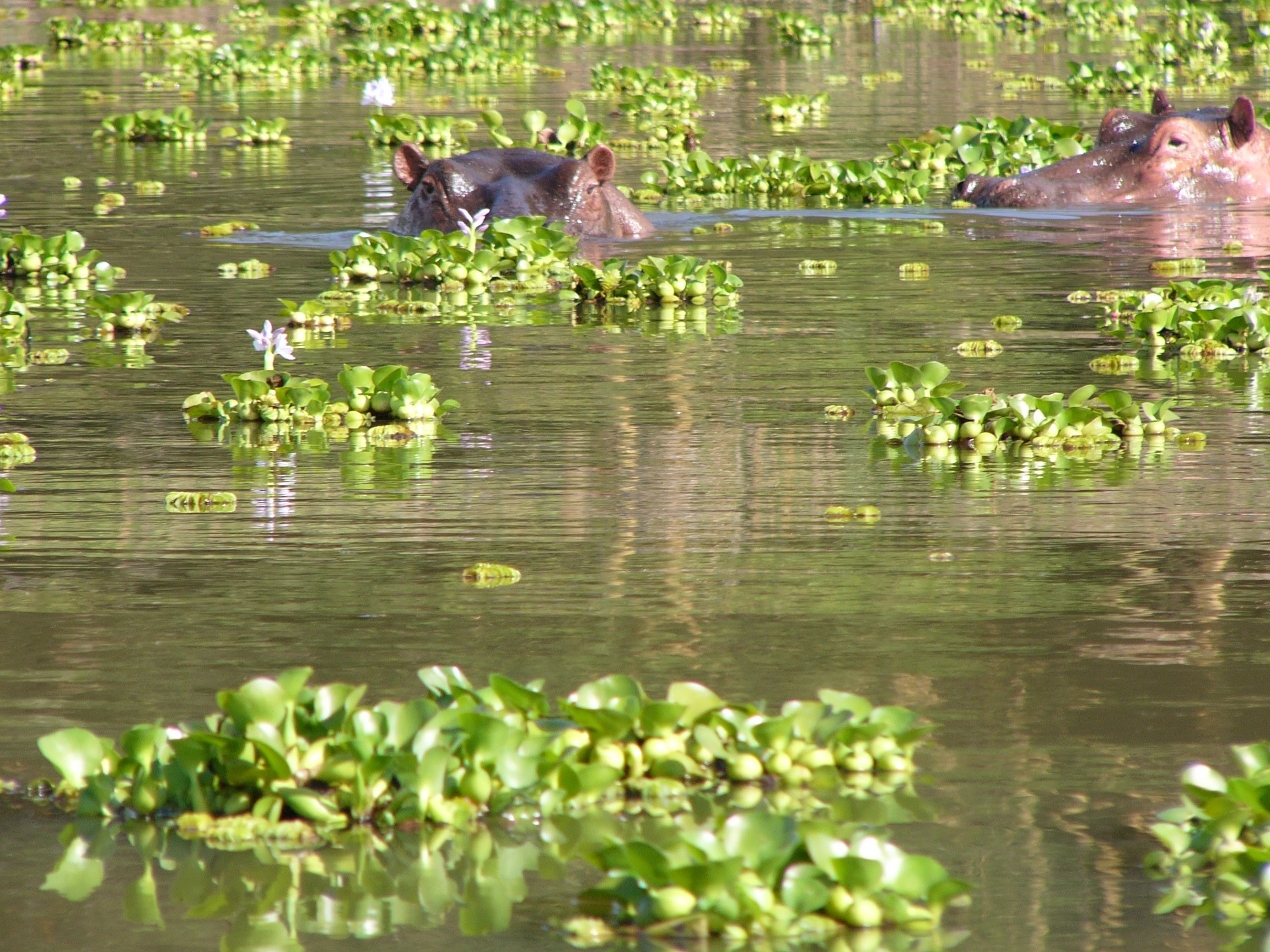2 brown hippopotamus