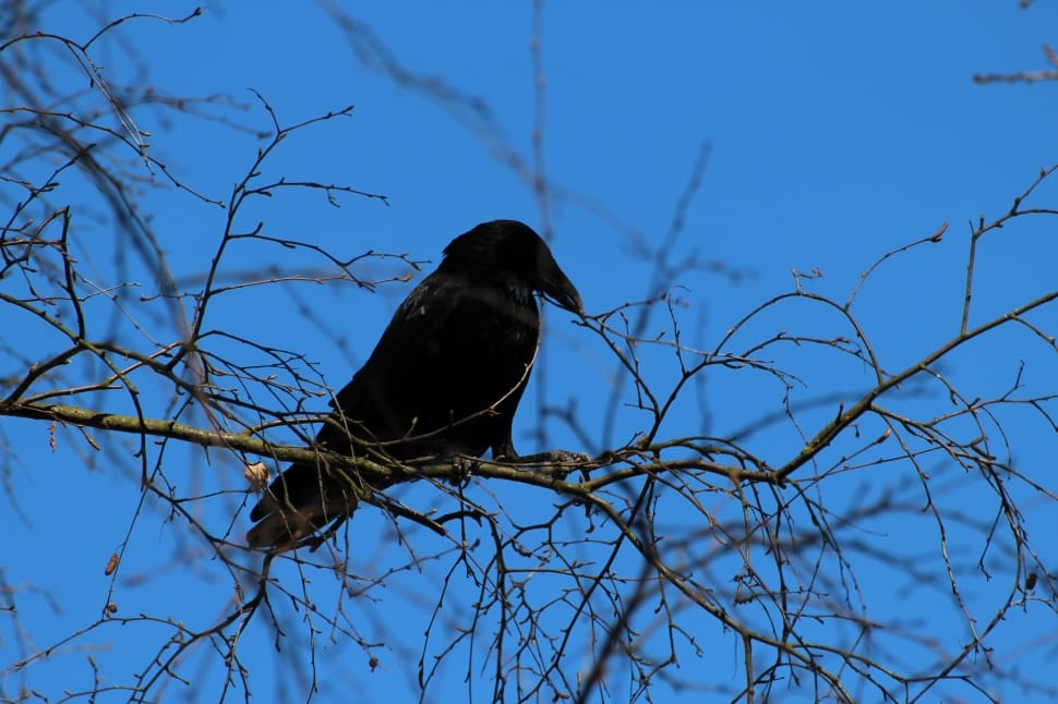 black crow perched on branch preview