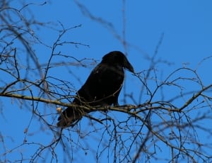 black crow perched on branch thumbnail