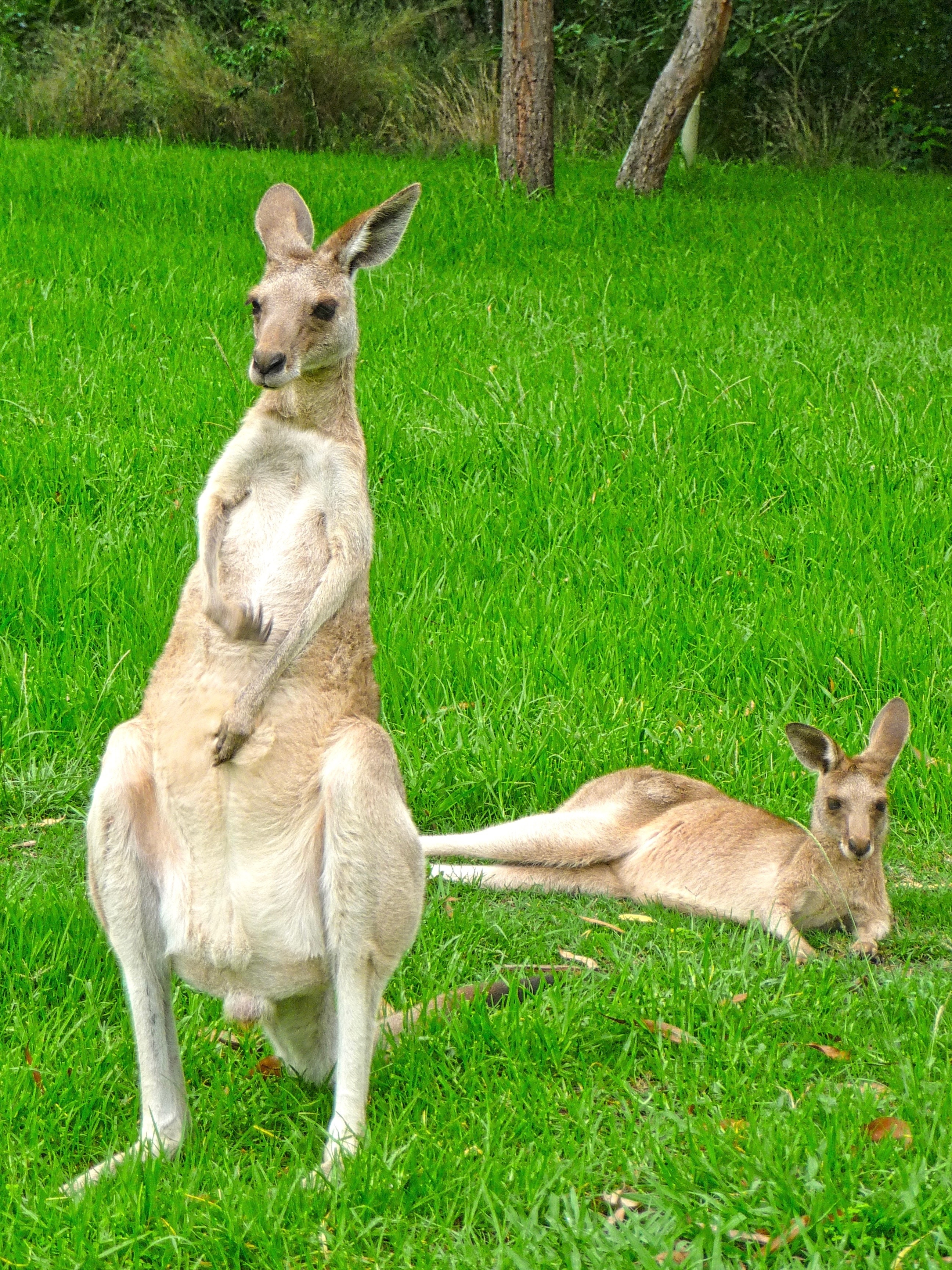 2 brown kangaroos