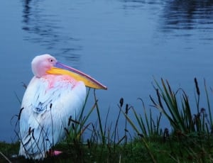 white and pink pelican thumbnail