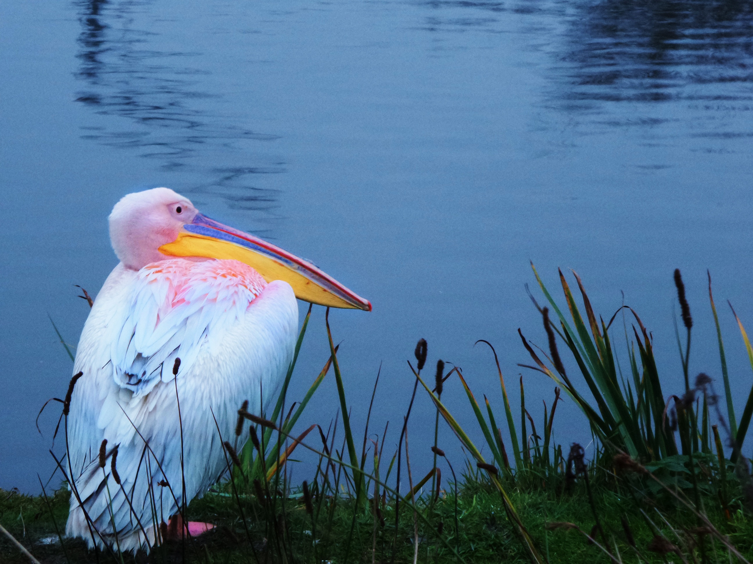 white and pink pelican