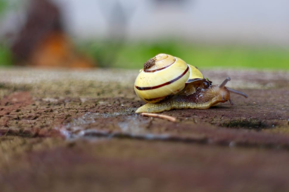 yellow and brown snail preview