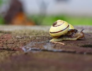 yellow and brown snail thumbnail