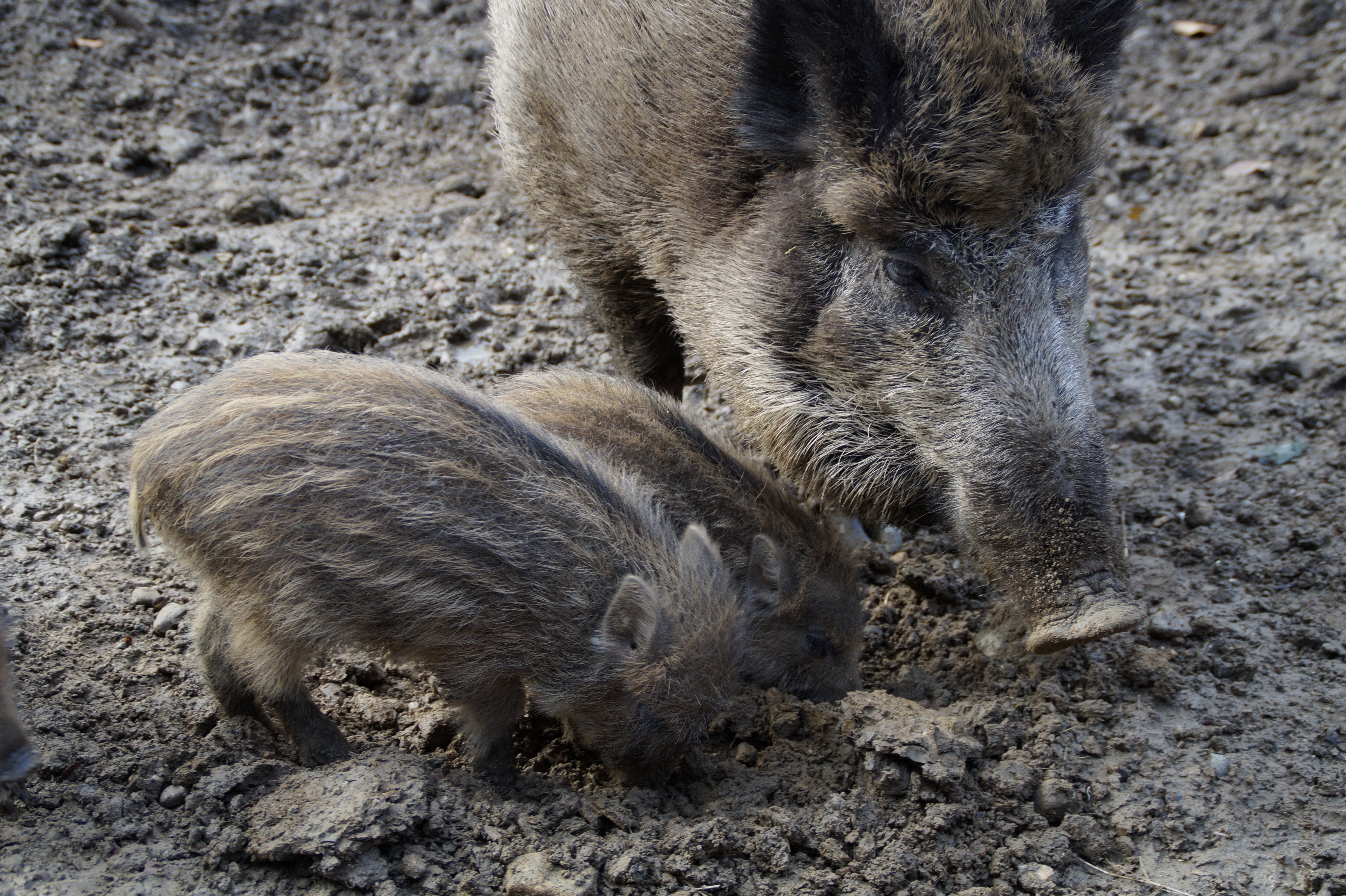 brown wild boars