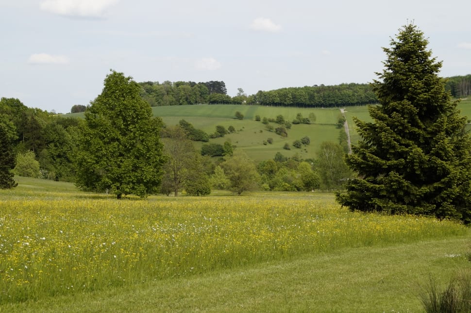 green tree on hill preview