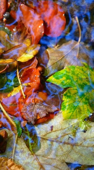 green brown and red leaves thumbnail