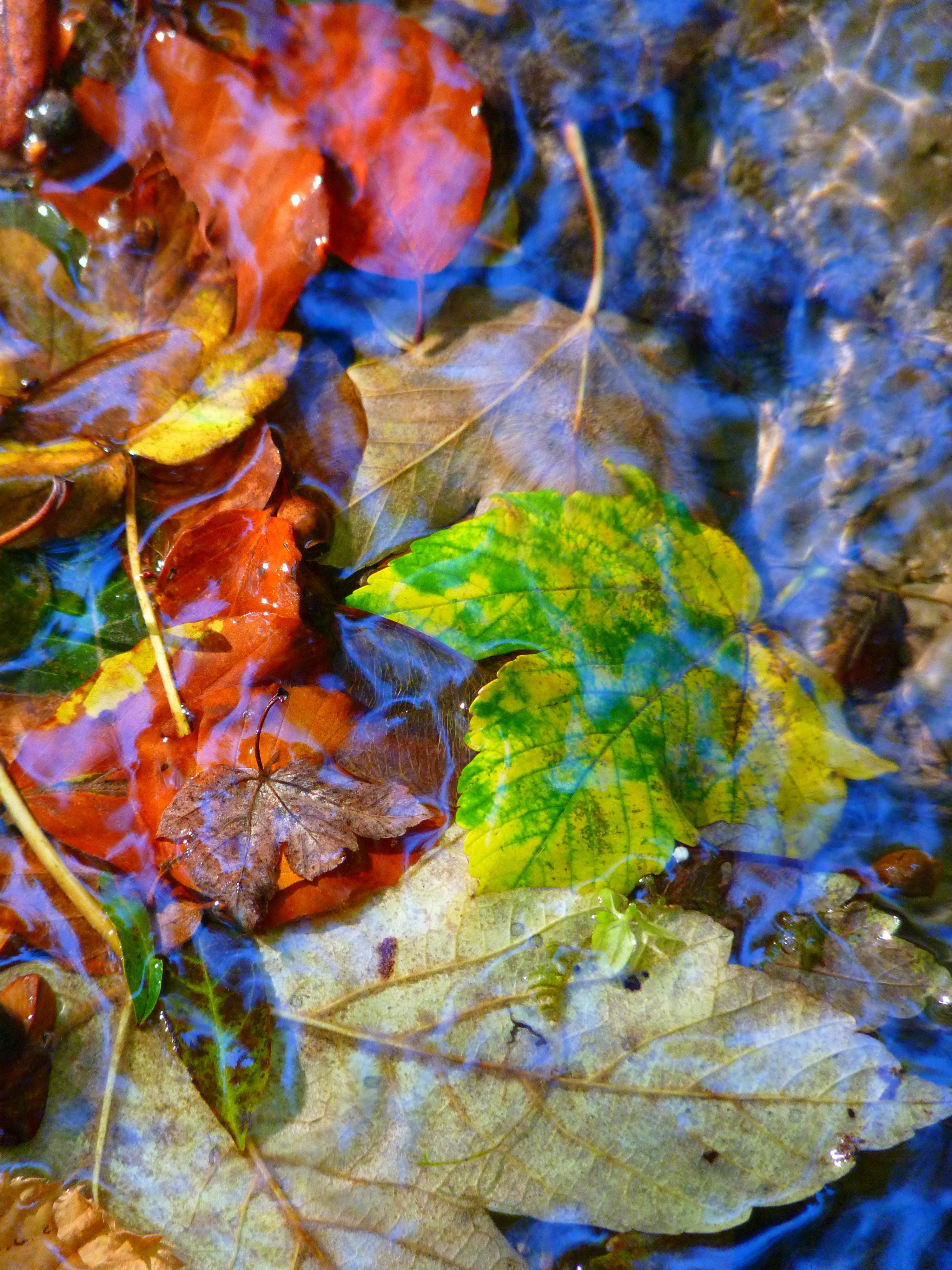 green brown and red leaves