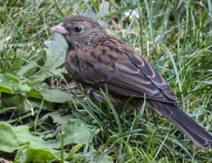 brown sparrow thumbnail