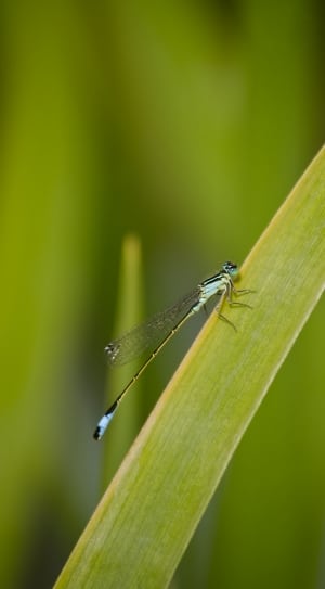 blue and yellow dragonfly thumbnail