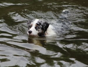 black and white dog in body o water thumbnail