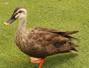 brown and white duck thumbnail