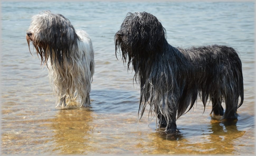 two long coat dog on body of water during daytime preview
