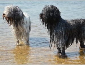 two long coat dog on body of water during daytime thumbnail