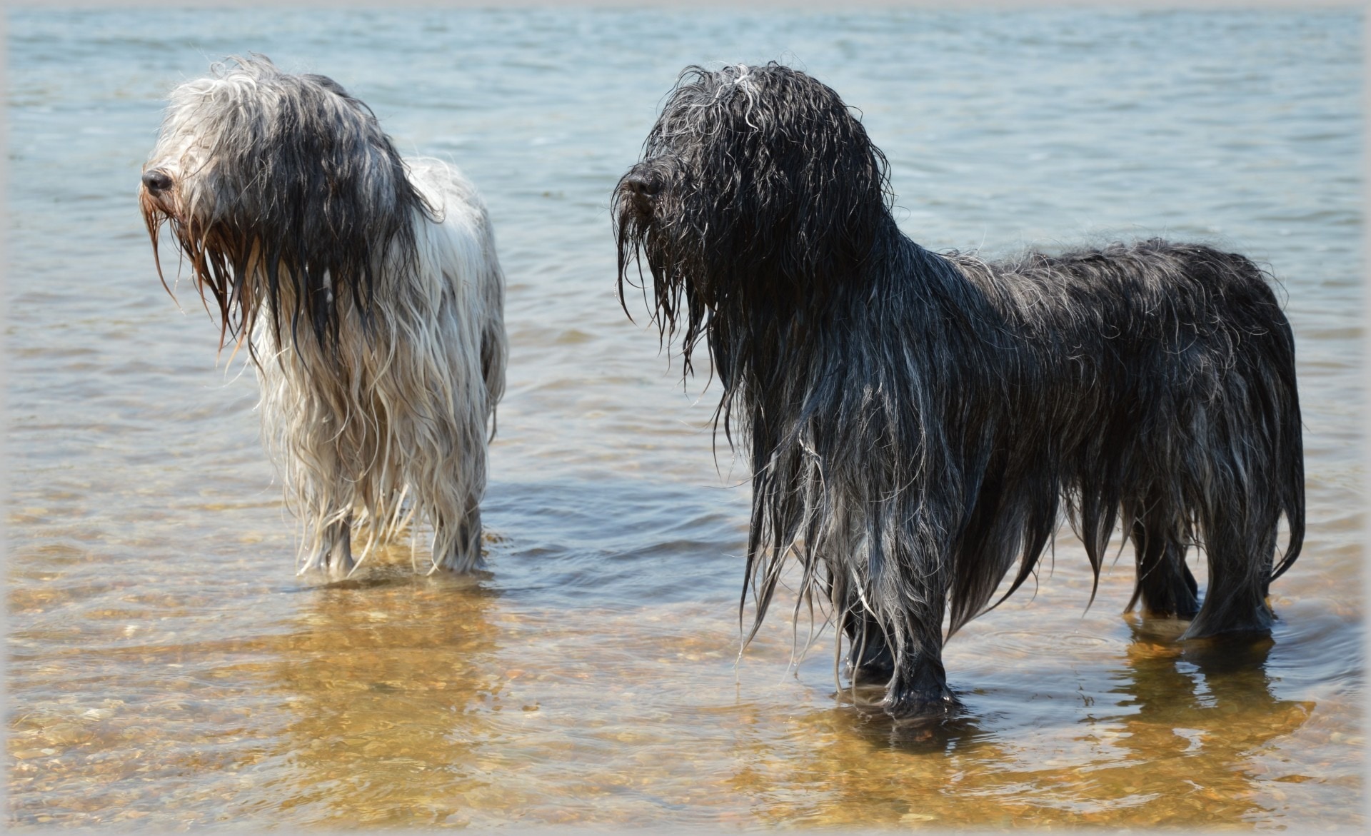 two long coat dog on body of water during daytime