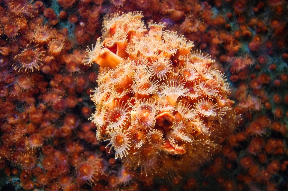 orange sea anemones preview