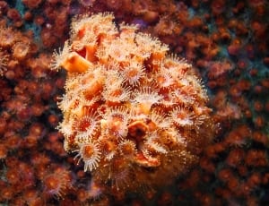 orange sea anemones thumbnail