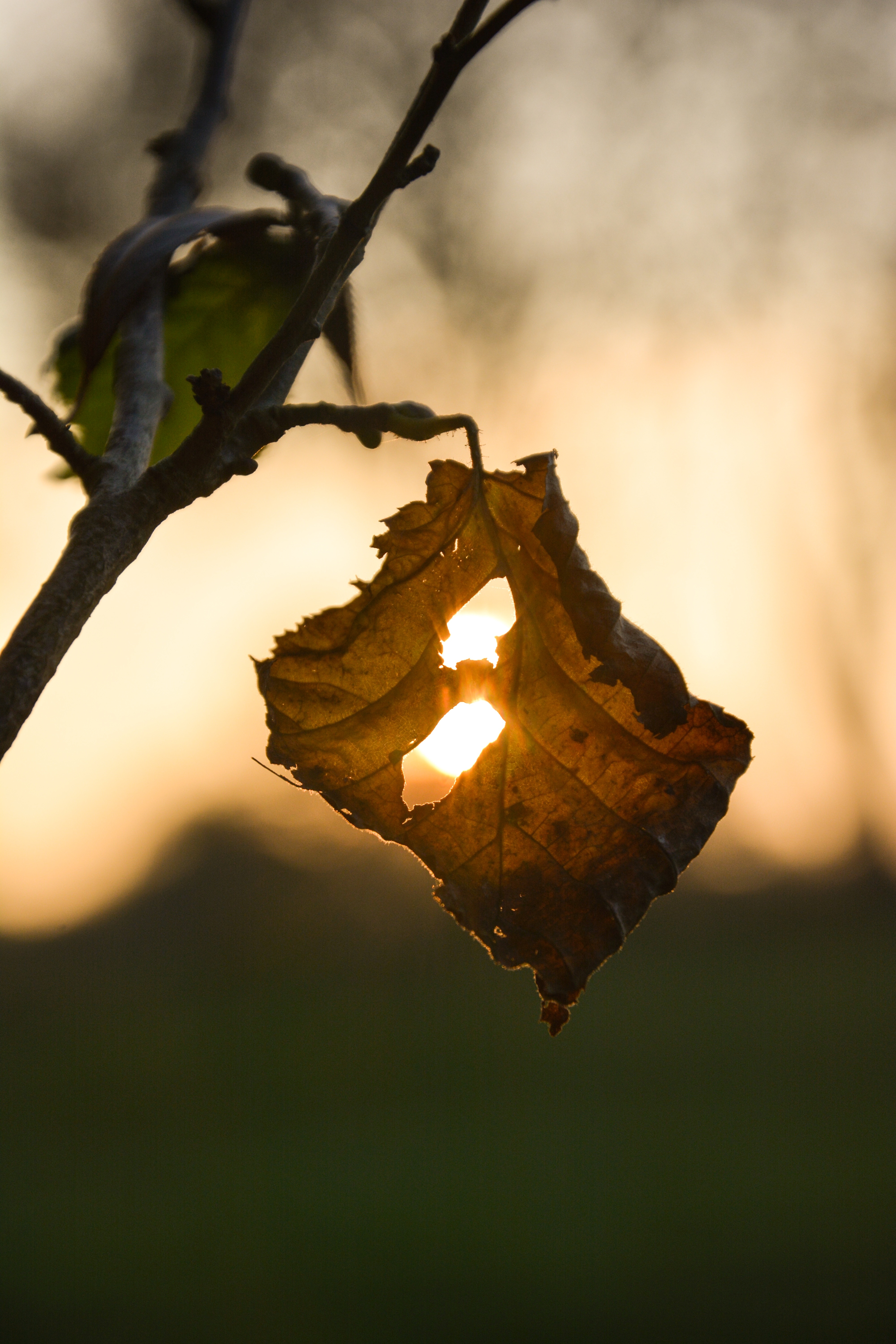 withered leaf