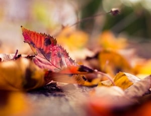 red and yellow leaf on the ground thumbnail