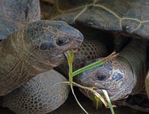 2 brown and gray turtles thumbnail