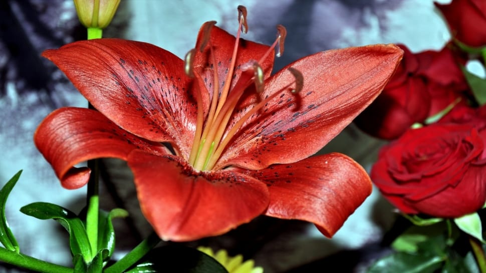 red asiatic lily preview