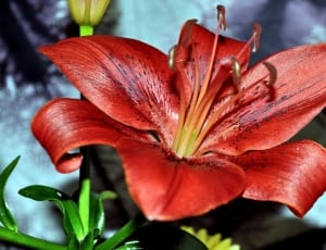 red asiatic lily thumbnail