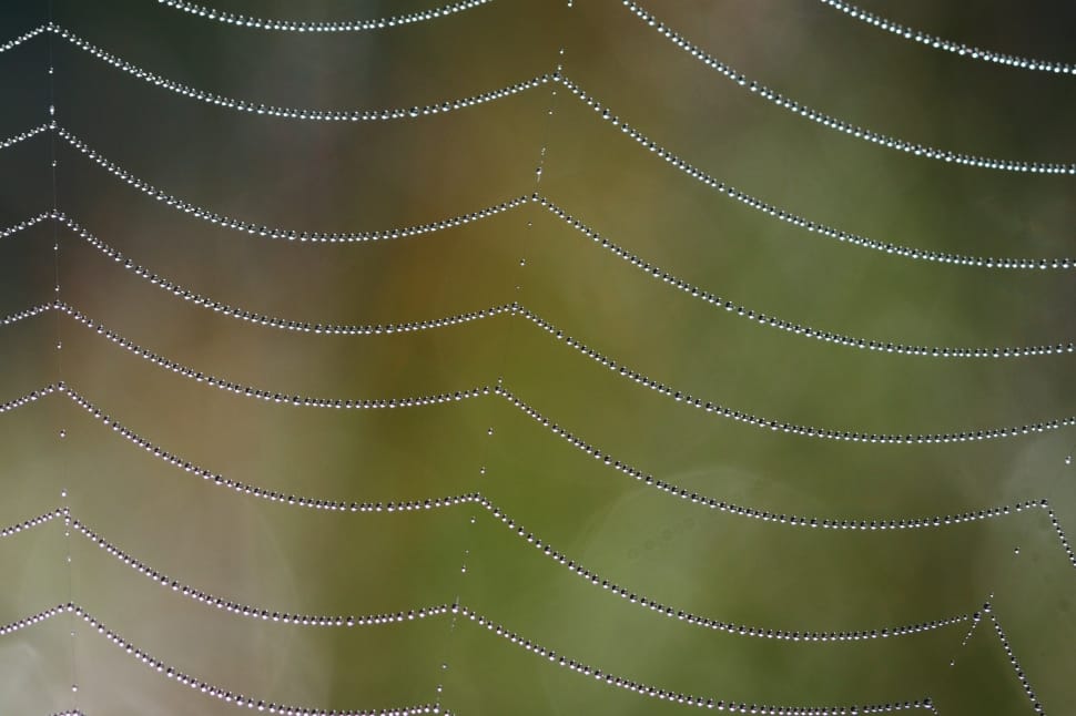 close up shot of spider web preview