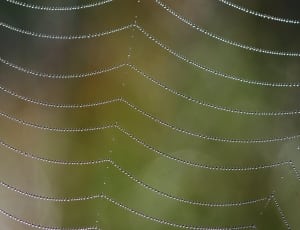 close up shot of spider web thumbnail
