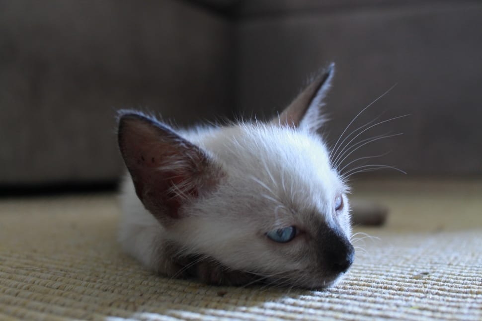 white short coated kitten preview