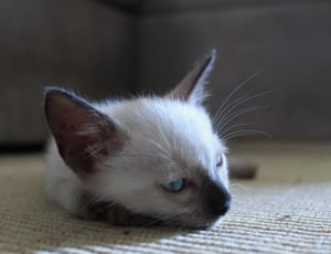 white short coated kitten thumbnail