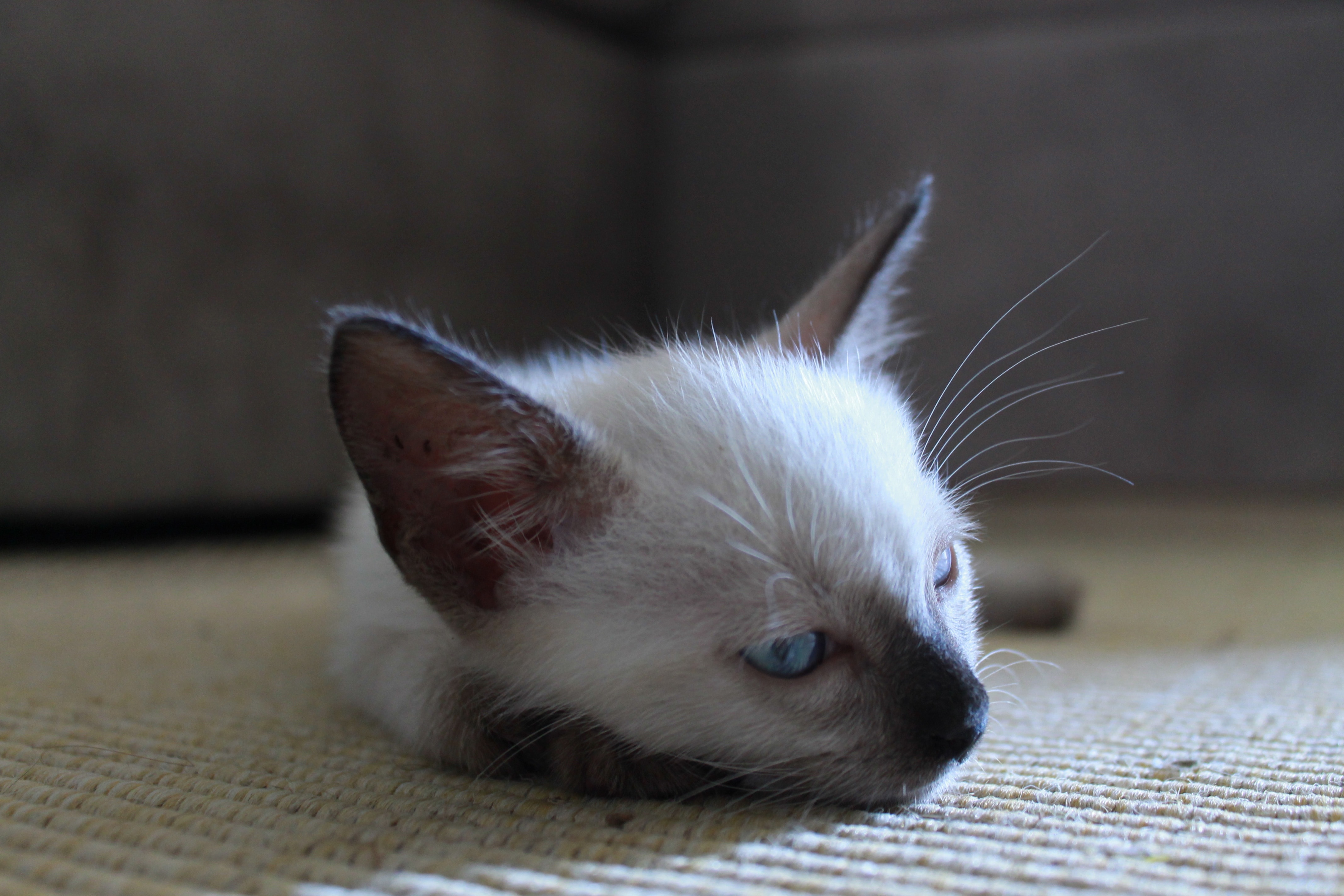 white short coated kitten