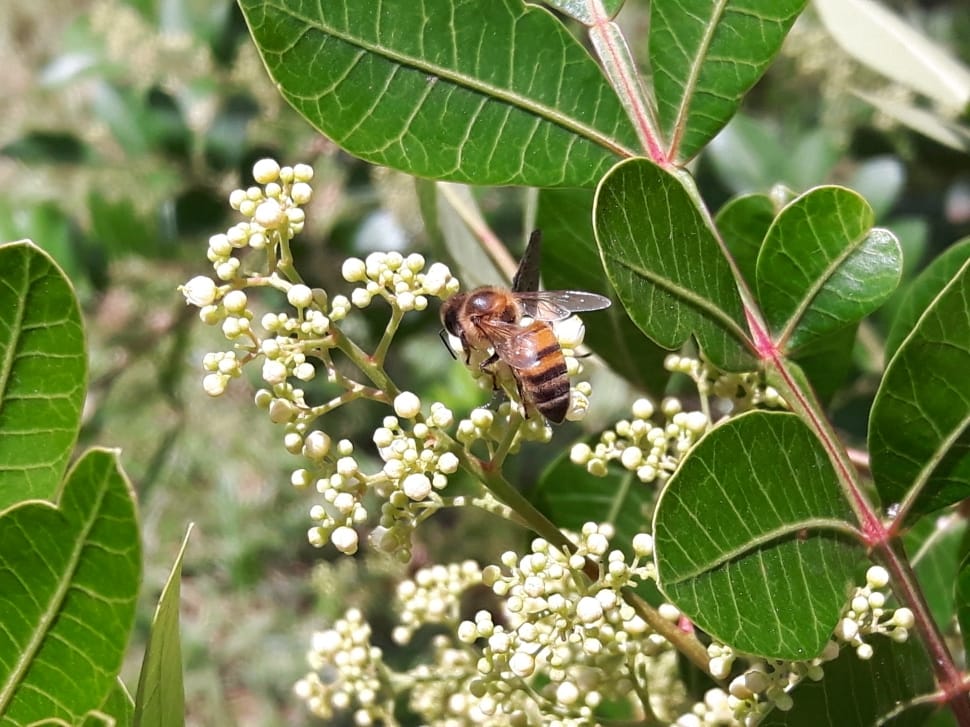 honeybee on white flower at daytime preview