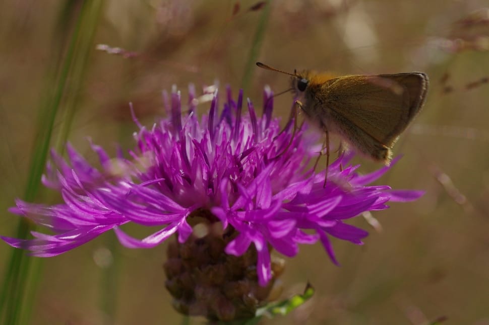 close up photo of moth on purple flower preview
