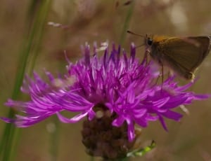 close up photo of moth on purple flower thumbnail