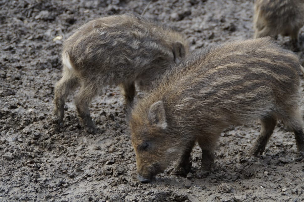 2 brown wild boars preview