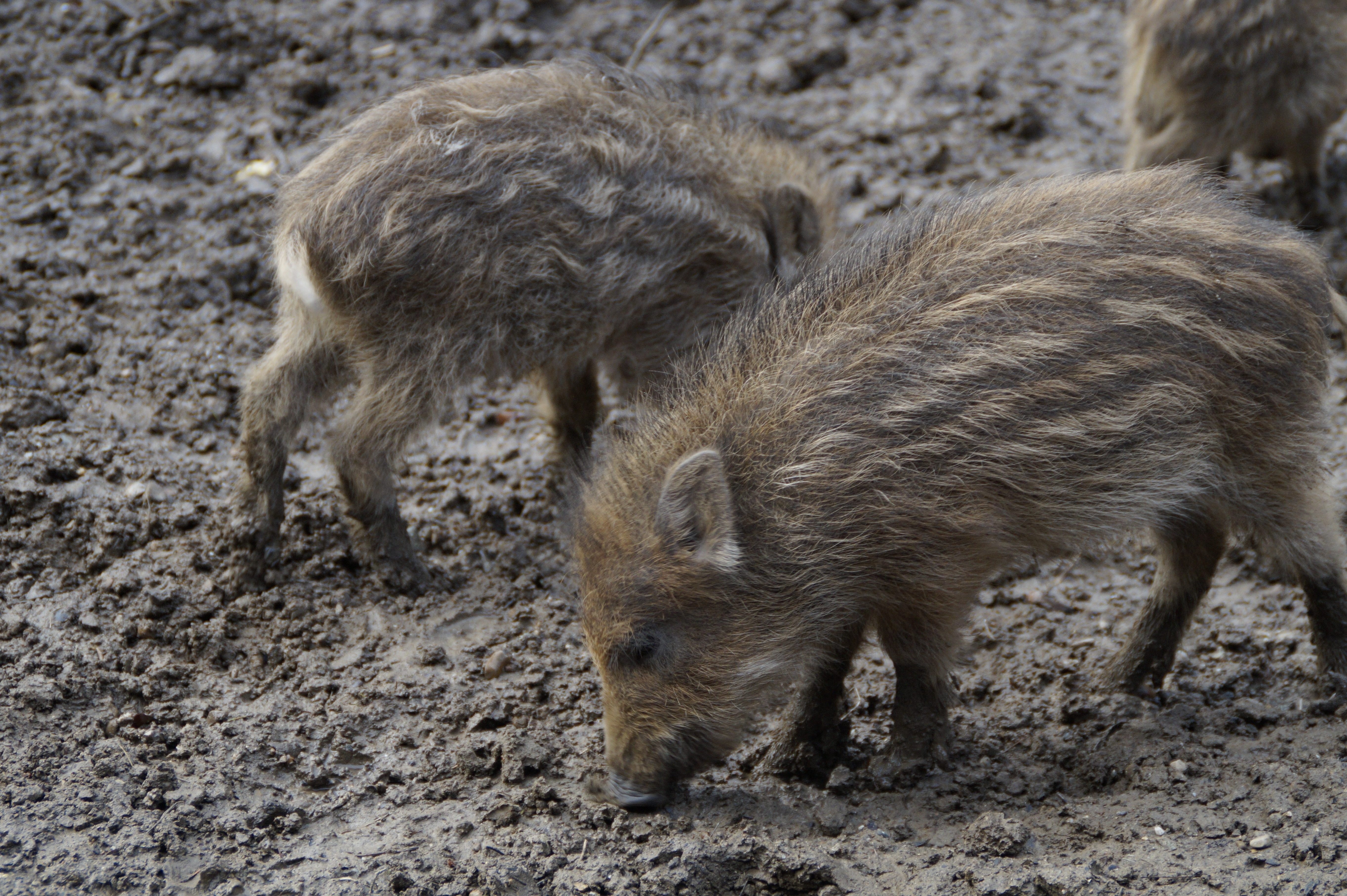 2 brown wild boars