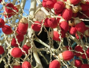 red tree fruit thumbnail