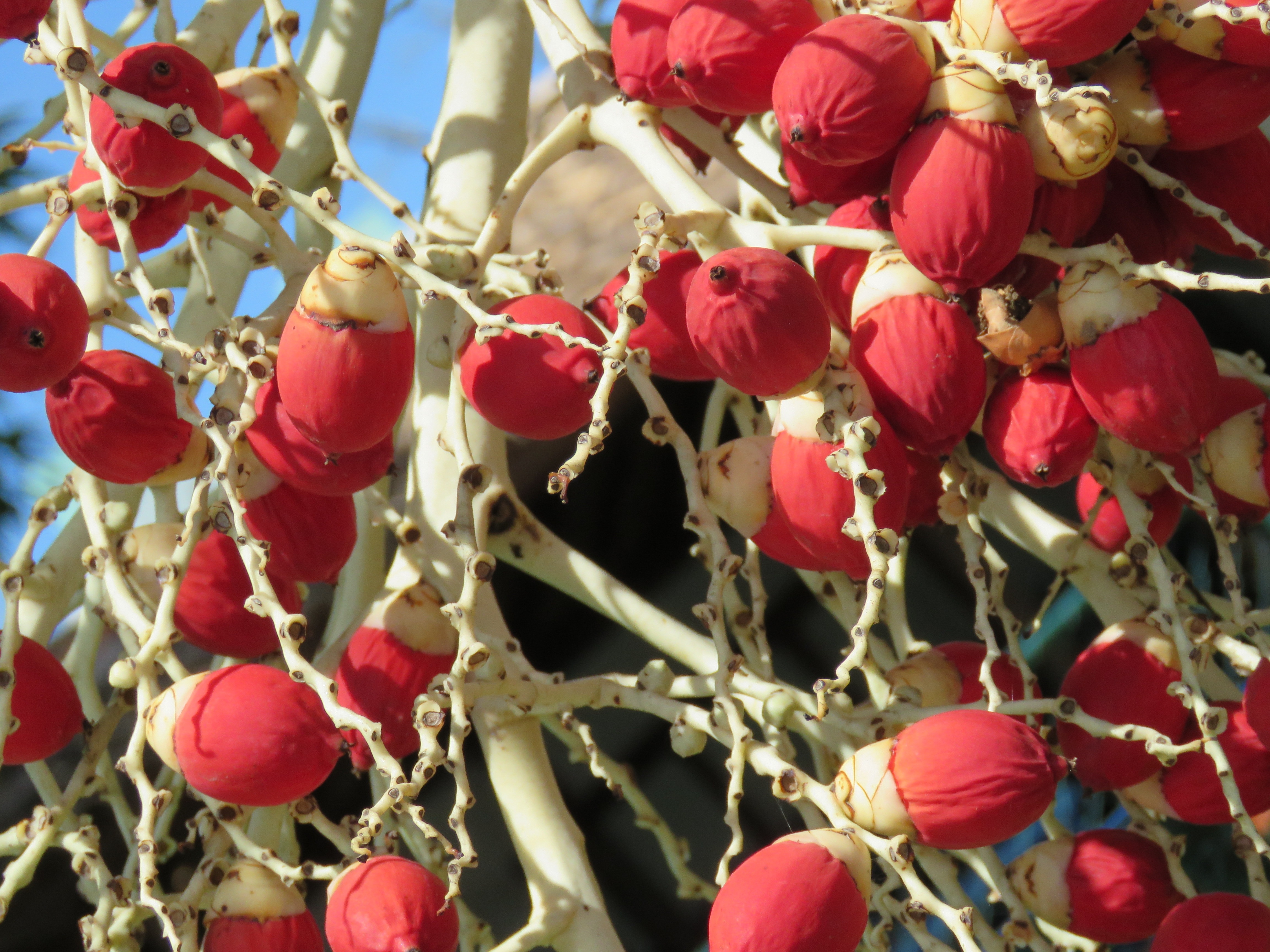 red tree fruit