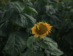 close up photo of yellow sunflower during day time thumbnail